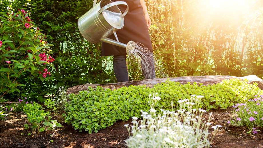 10 Consejos para un jardín perfecto y saludable